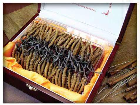 丰顺冬虫夏草回收